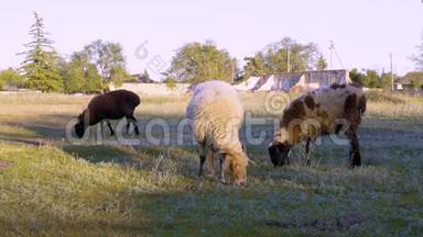 在<strong>村子</strong>里的田野上放牧的羊群